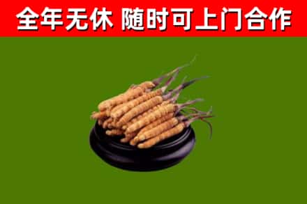 崇川烟酒回收冬虫夏草.jpg